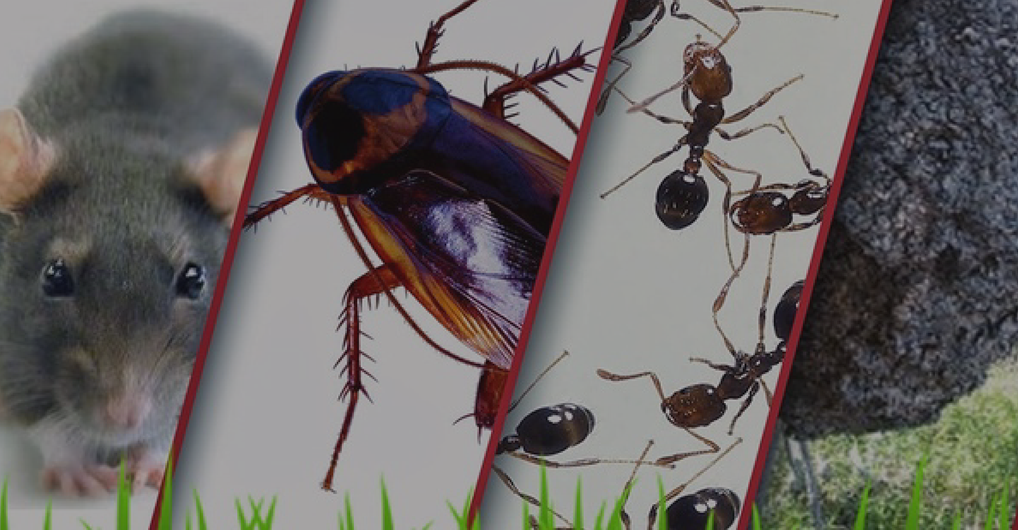 Pest Control